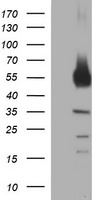 OTUB1 Antibody