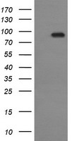 OTUB1 Antibody