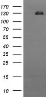 OTUB1 Antibody
