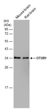 OTU deubiquitinase, ubiquitin aldehyde binding 1 Antibody
