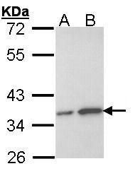 OTU deubiquitinase, ubiquitin aldehyde binding 1 Antibody