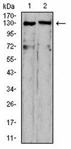 OTUD4 Antibody