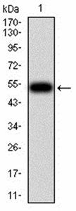 OTUD4 Antibody
