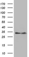 OXNAD1 Antibody