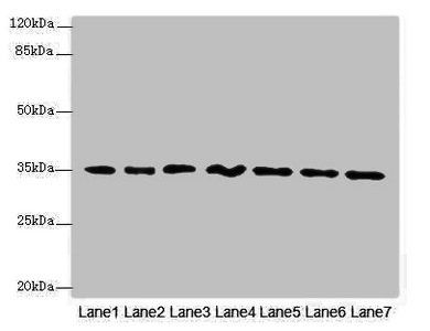 OXNAD1 Antibody