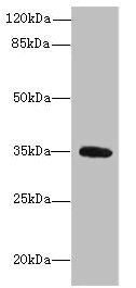 OXNAD1 Antibody