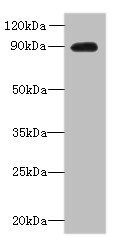 OXR1 Antibody