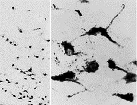 Goat anti-OXT Antibody