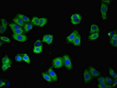 CDH3 Antibody