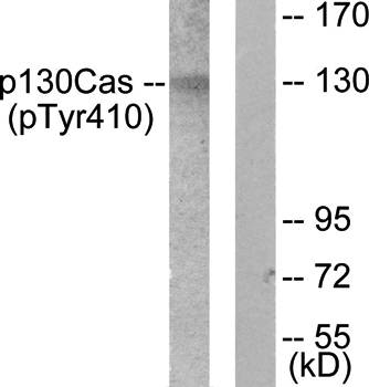 p130 Cas (Phospho-Tyr410) Antibody
