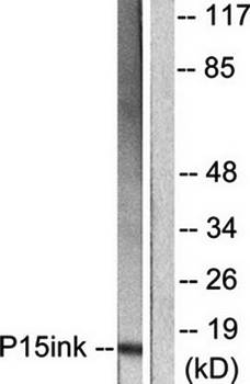 p15 INK Antibody