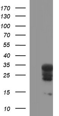 HRAS Antibody