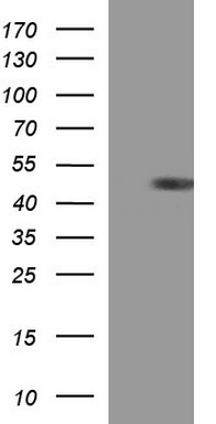 HRAS Antibody