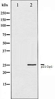 p21 Cip1 Antibody