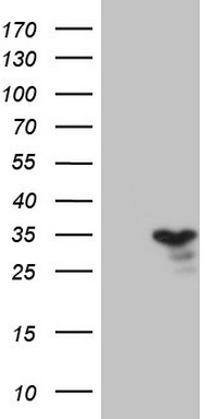 p23 Antibody