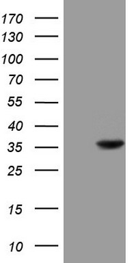 p23 Antibody
