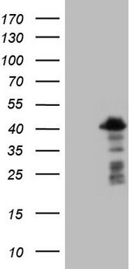 p23 Antibody