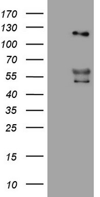 p23 Antibody