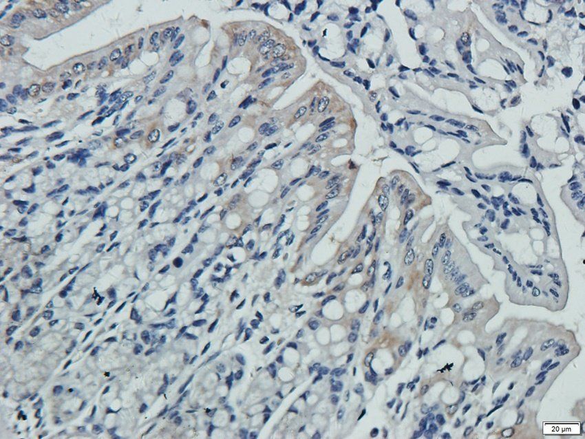 P2RX4 Rabbit Polyclonal Antibody
