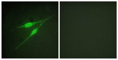 p38 MAPK (Ab-322) Antibody