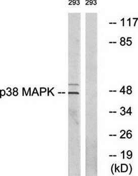 p38 MAPK (Ab-322) Antibody