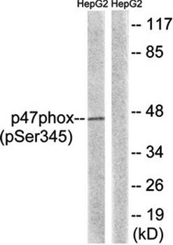 p47 phox (Phospho-Ser345) Antibody