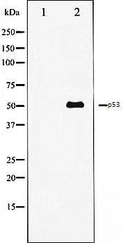 p53 Antibody