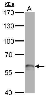 p63 antibody [N2C1], Internal