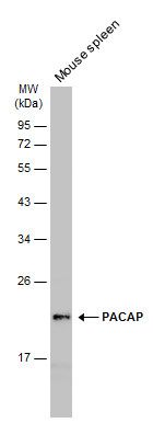 marginal zone B and B1 cell specific protein Antibody