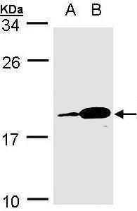 marginal zone B and B1 cell specific protein Antibody