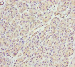 PACSIN2 Antibody