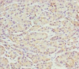 PACSIN2 Antibody