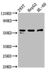 PACSIN2 Antibody