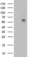 PACSIN3 Antibody