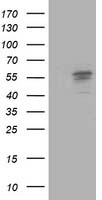 PACSIN3 Antibody
