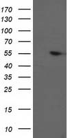 PACSIN3 Antibody