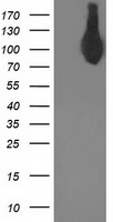 PACSIN3 Antibody