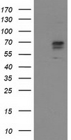 PACSIN3 Antibody