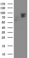 PACSIN3 Antibody