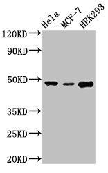 PACSIN3 Antibody