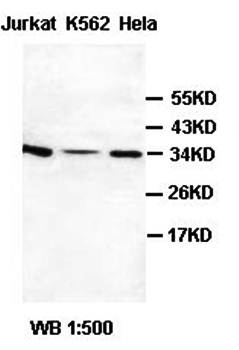 PACT Rabbit Polyclonal Antibody
