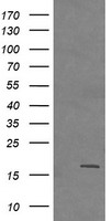 PADI4 Antibody