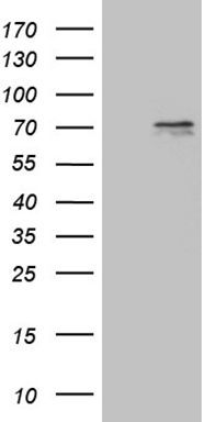 PAFAH1B3 Antibody