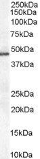 PAI1/SERPINE1 Antibody