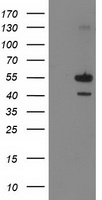PAICS Antibody