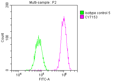 PAK2 Antibody