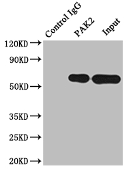 PAK2 Antibody