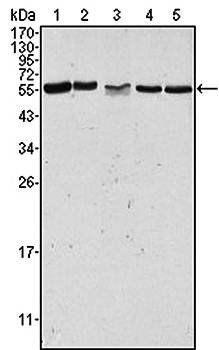PAK2 Antibody