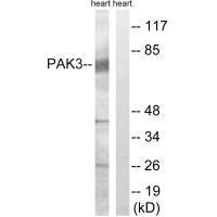 PAK3 Antibody