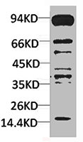 Pan Methylated Lysine Antibody